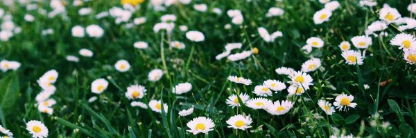 Snince Profile Banner