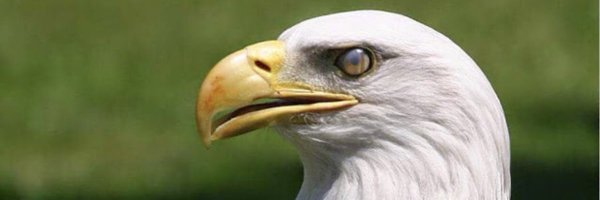 Aigleroyal28 Profile Banner