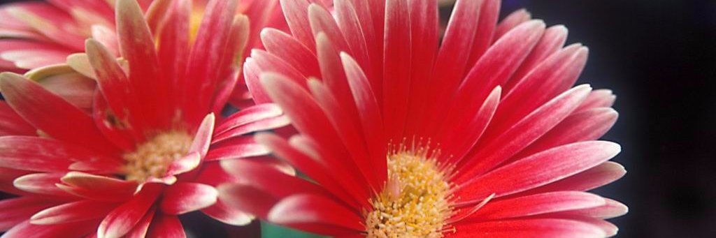 にゃん子🇺🇦（左利きですが何か？） banner