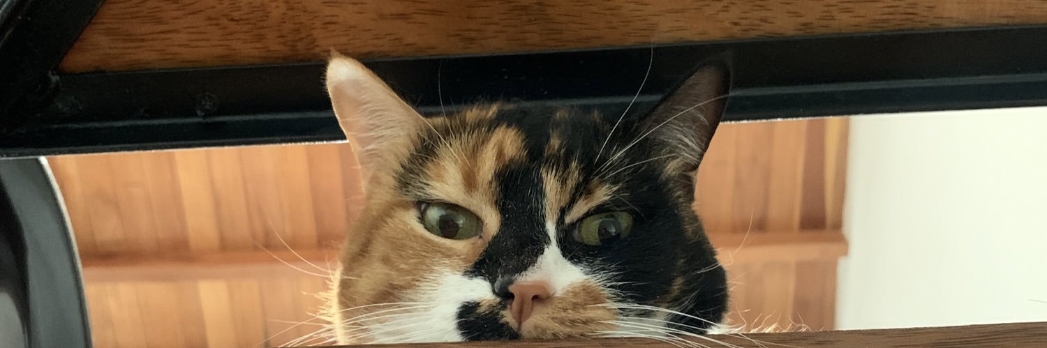 MarianaDassa's profile banner image