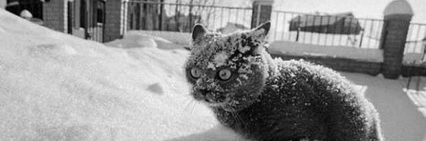 DD S1LV3RHAWK banner