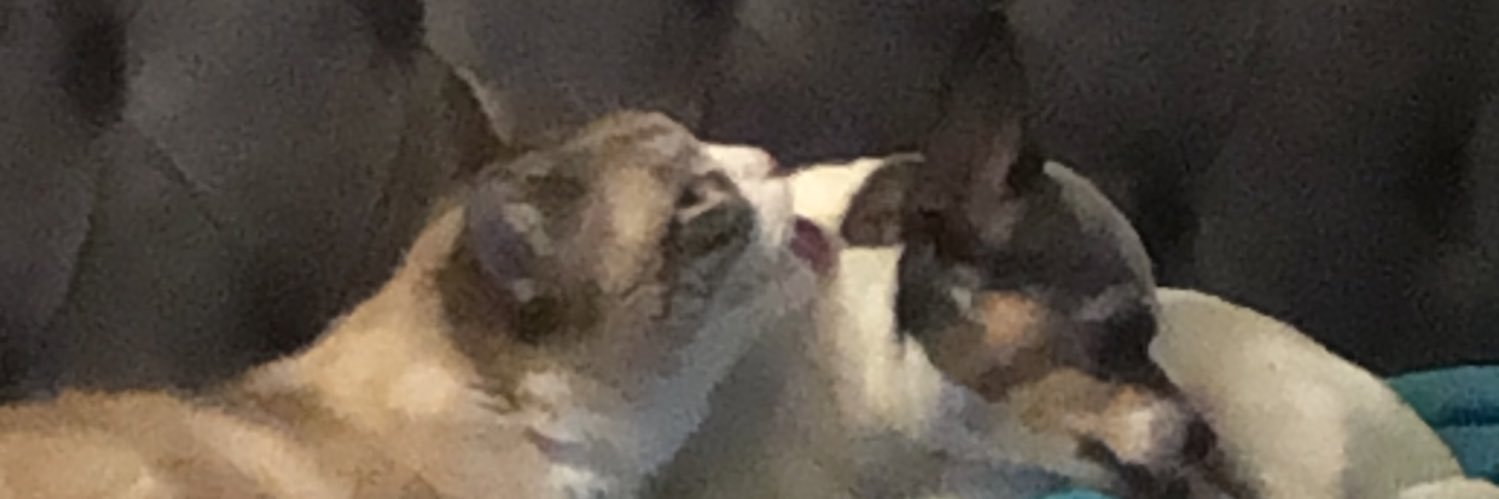 KITTY D.™ banner