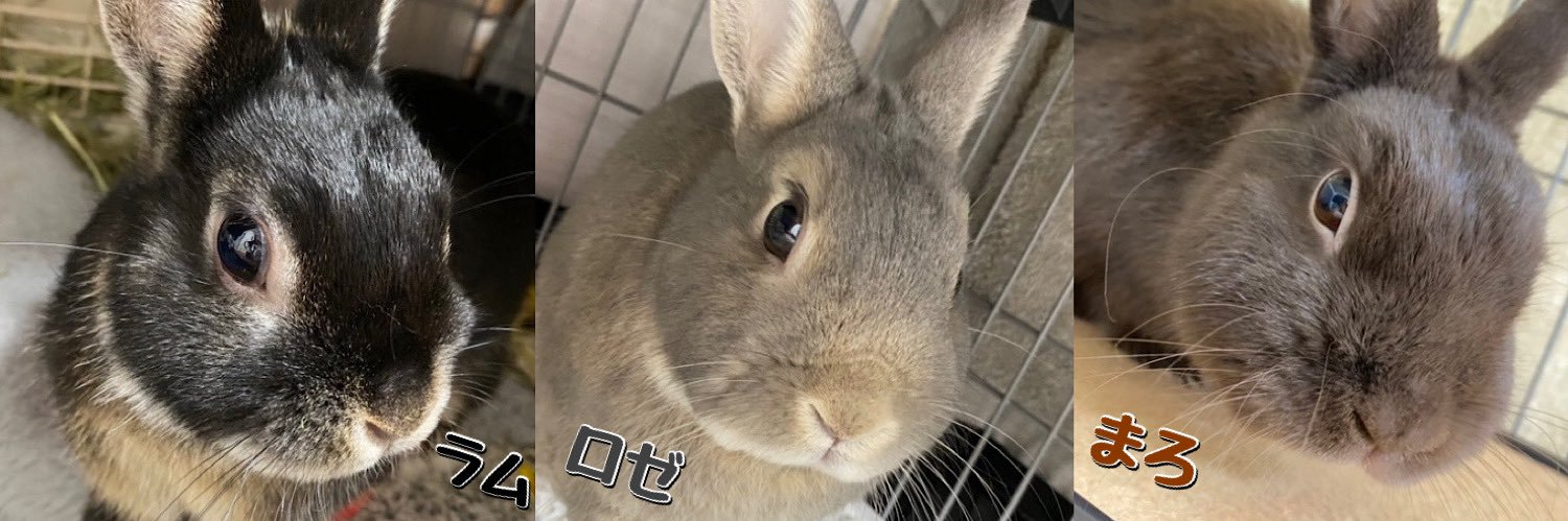 🐇🐰 まぁ𓃺𓈒𓏸🐰🐇's banner