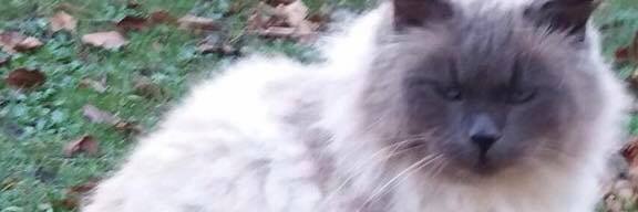 Magnus Sandberg banner