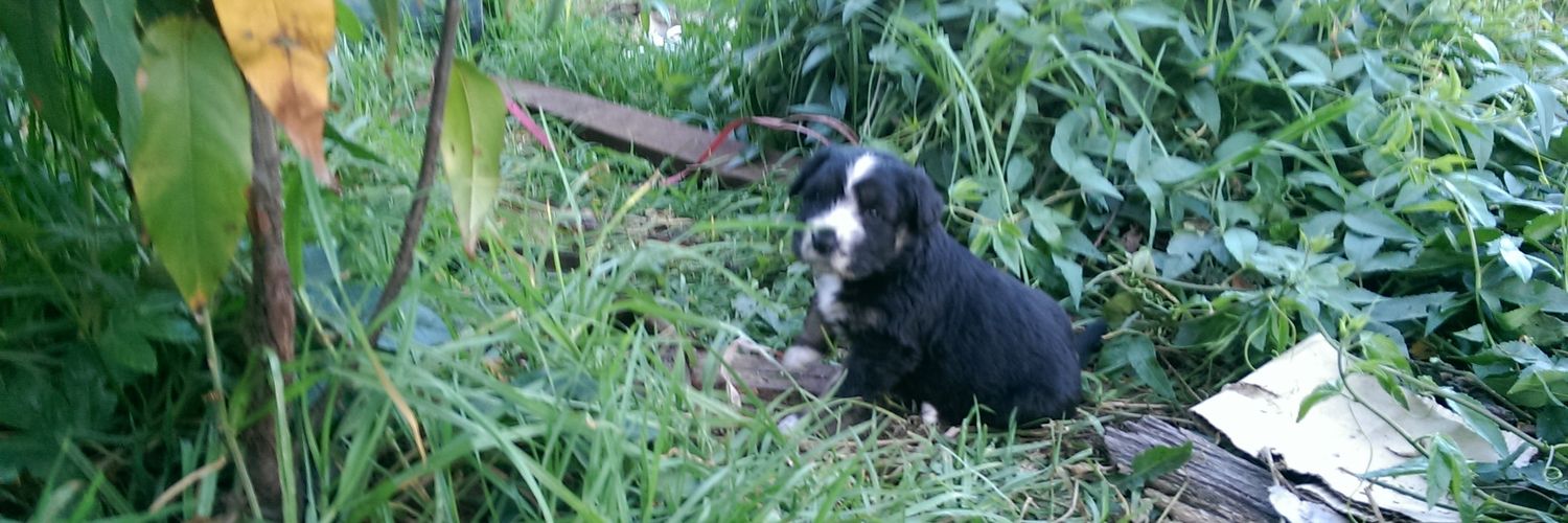 ELPERRO1's profile banner image