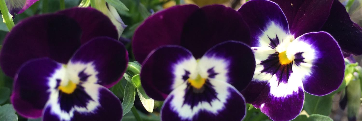 gardenpavilion's profile banner image