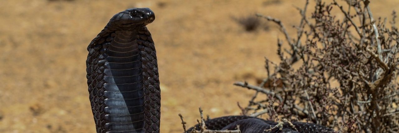 𝑵𝒂𝒕𝒚 ☘️🐍 banner