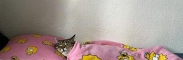 Le__Petit_Chat_'s profile banner image