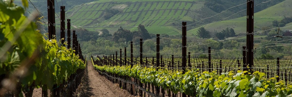 Santa Barbara Winery banner