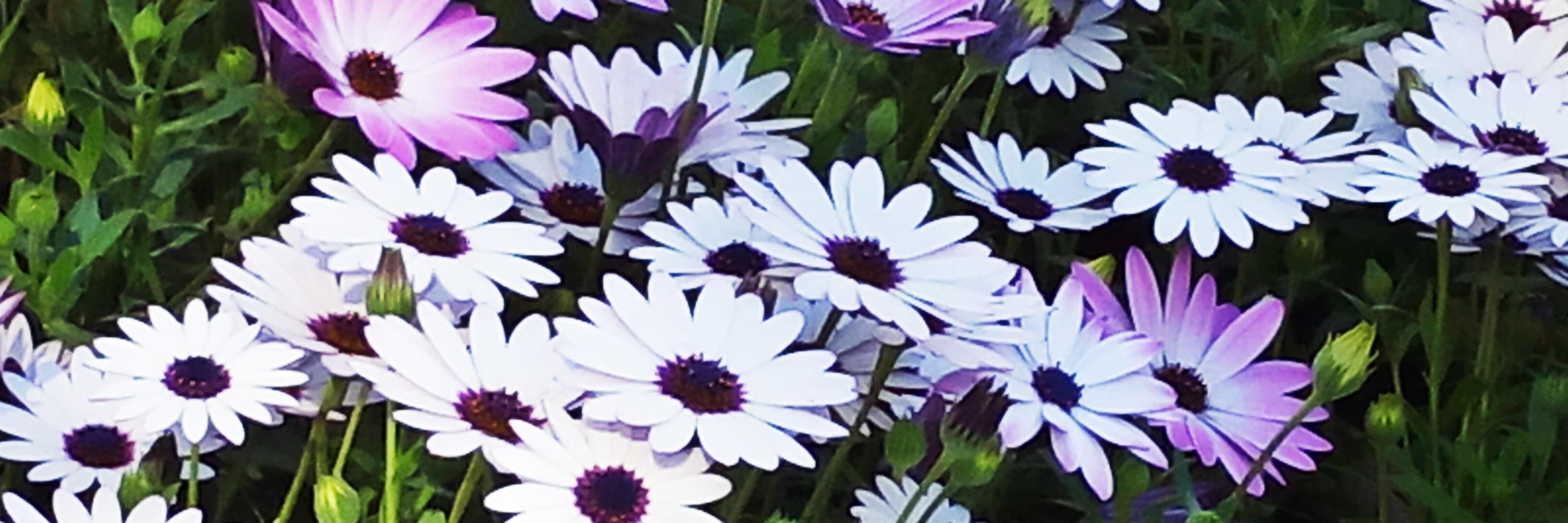 _Accua_'s profile banner image
