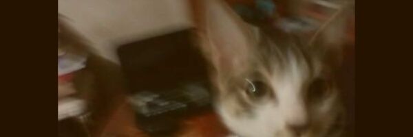 tinypants_'s profile banner image