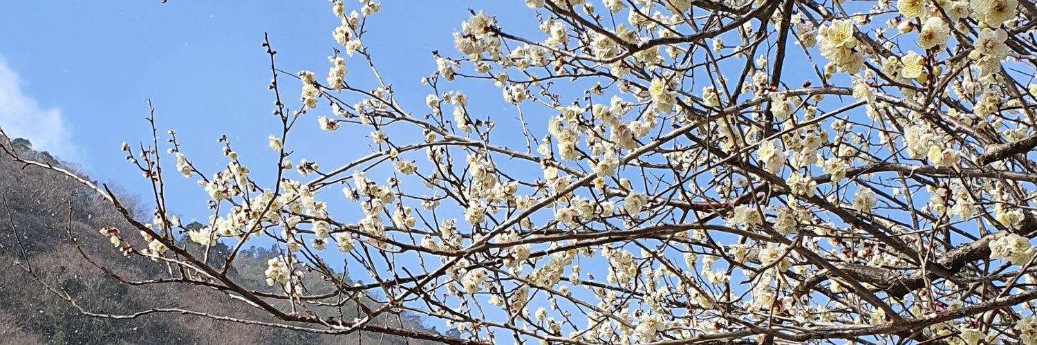 ジョセフィン banner