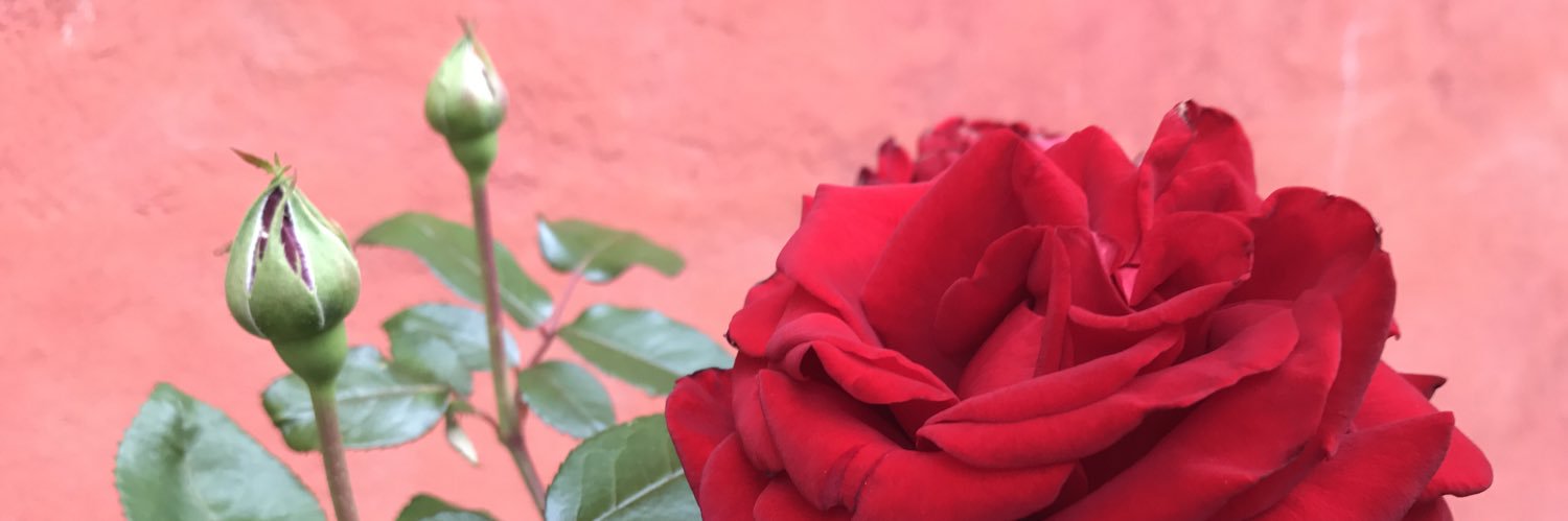 VeronicaLindhol's profile banner image
