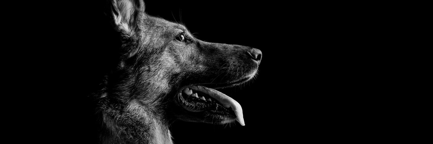 fidelco's profile banner image