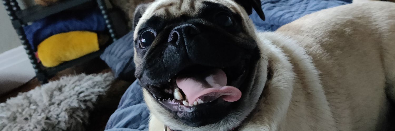 Danilo Gurovich banner