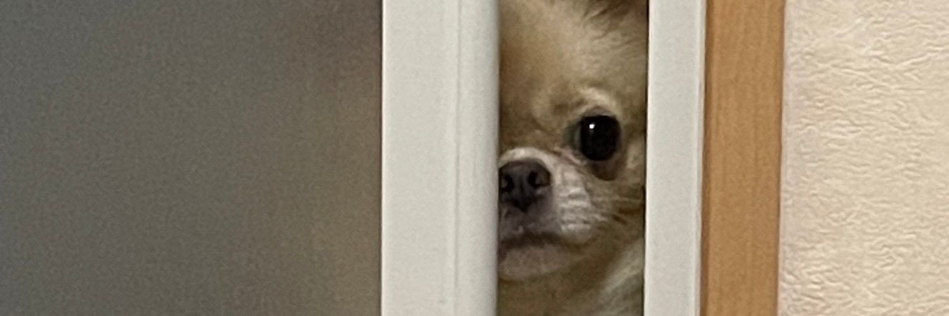仰げば強し's banner