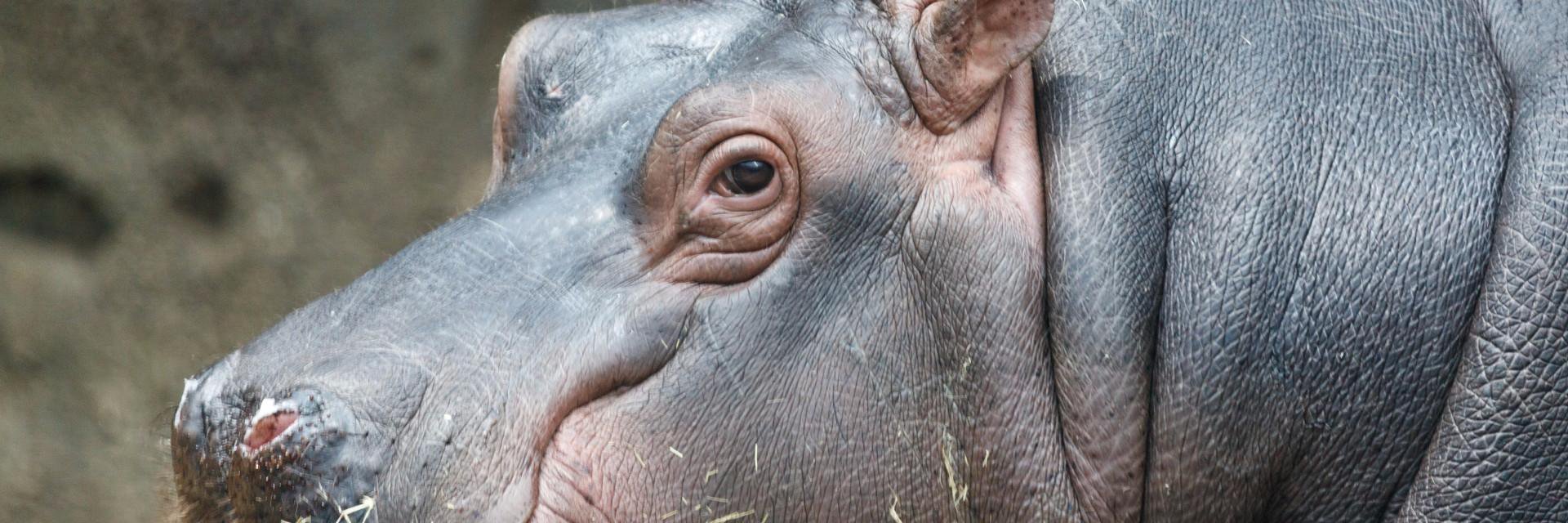 yoshiweb's profile banner image