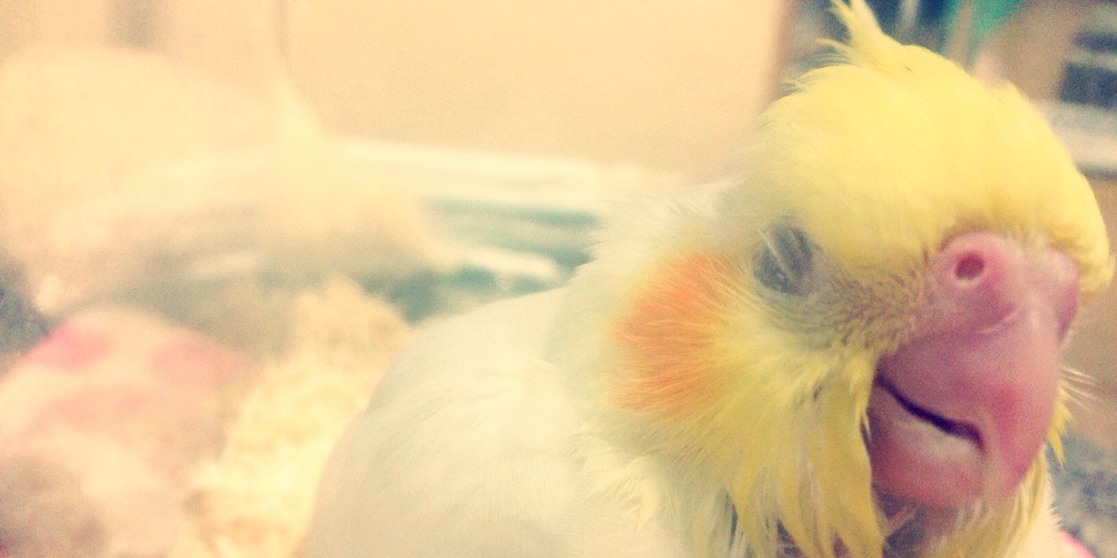 akkocco3's profile banner image