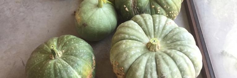 Rocío Brizuela banner