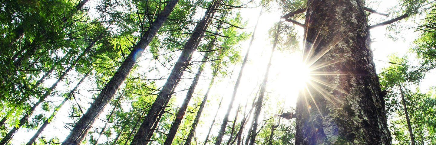MyTreeTV 🌳 banner