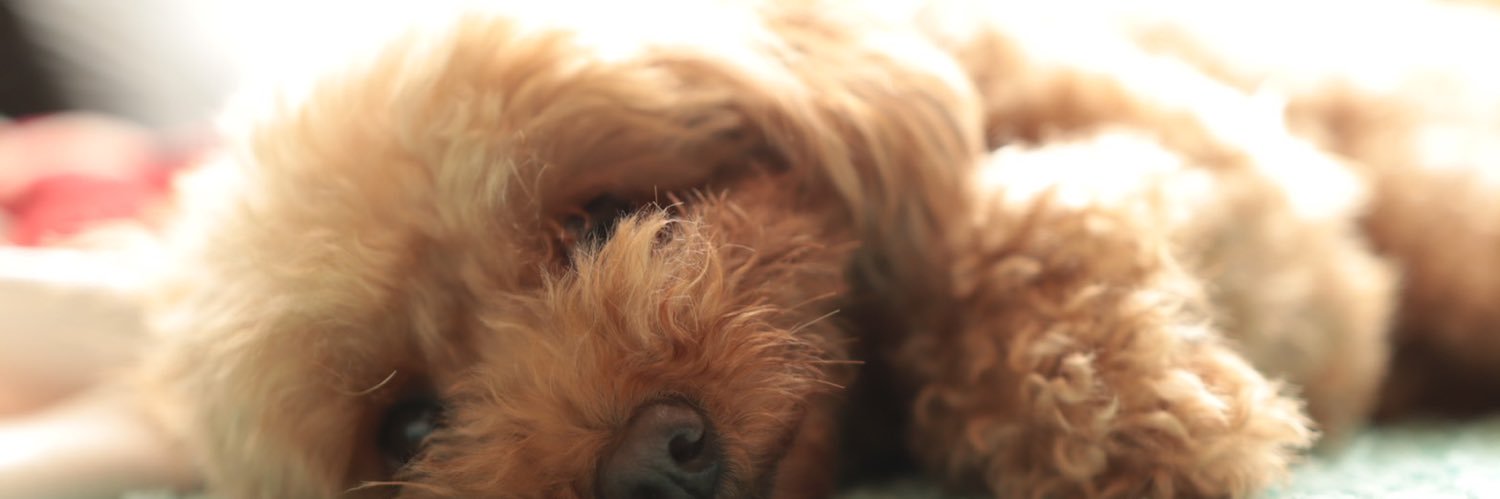 みーやん@Belle♡Ninja1000♡ banner