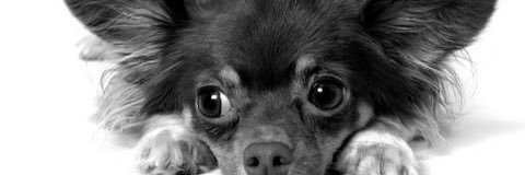 Ultimatedogshow's profile banner image