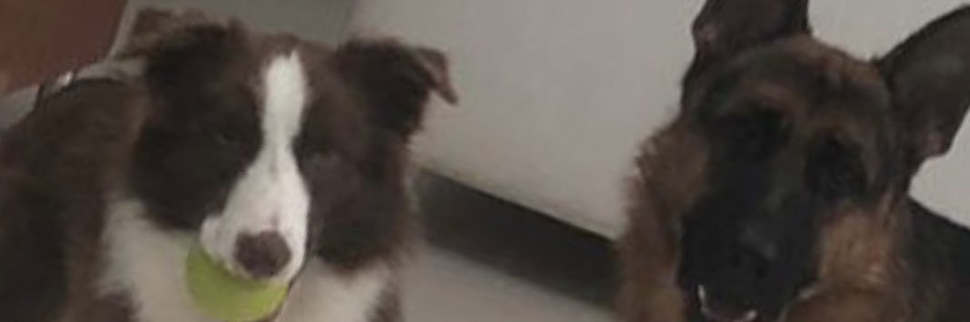 cacolerner's profile banner image
