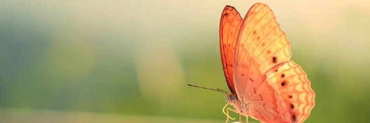 ElizabethMend's profile banner image