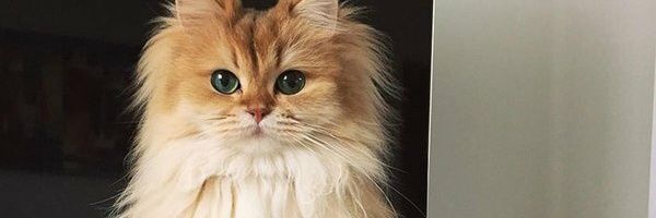 helloitsmesyaa's profile banner image