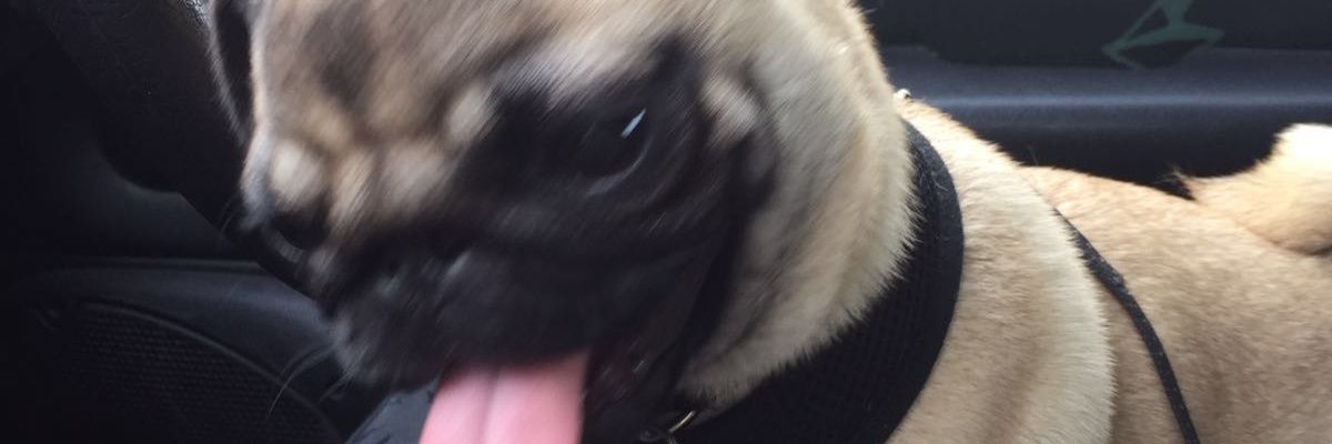 MrSullyTodd's profile banner image