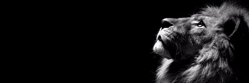 Tauts_'s profile banner image