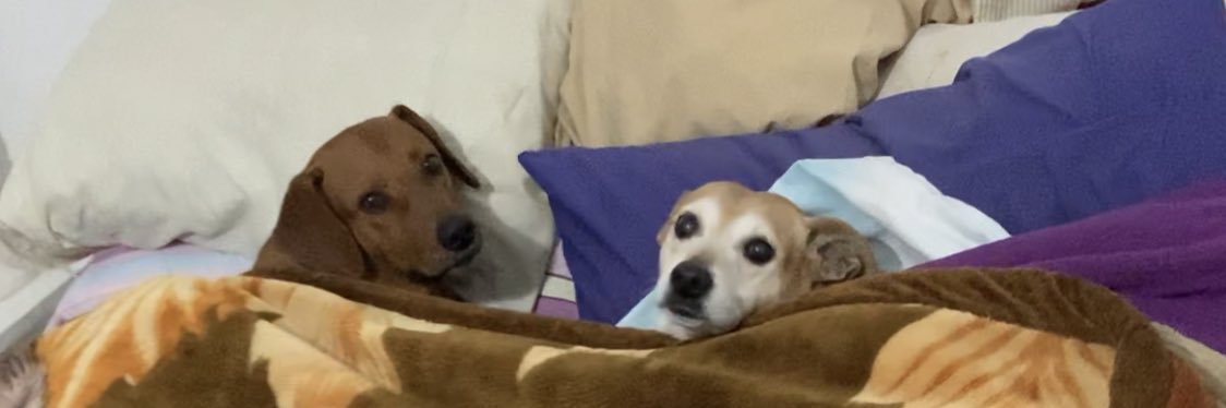 Mayli banner