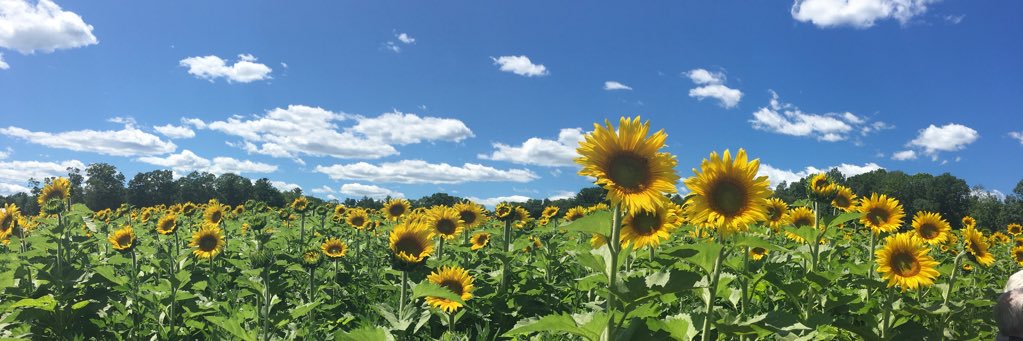 sarahsupry's profile banner image