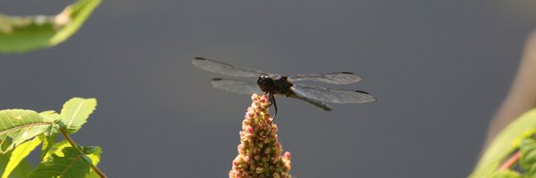 bugEcology Profile Banner