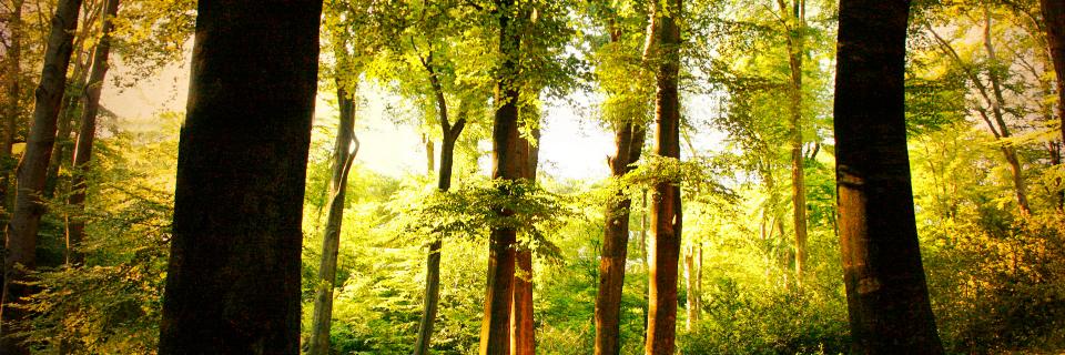 Dr. Arlene B. Crandall banner