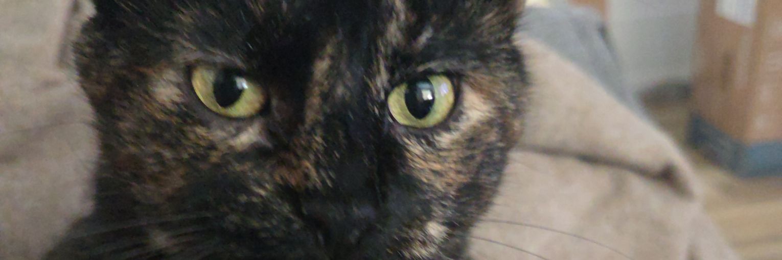 AryinFoust's profile banner image