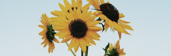 sunflowerv06's profile banner image