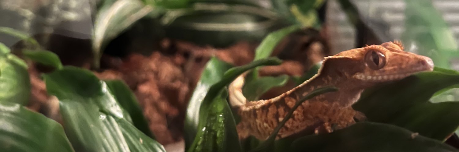 EdmonstonKyle's profile banner image
