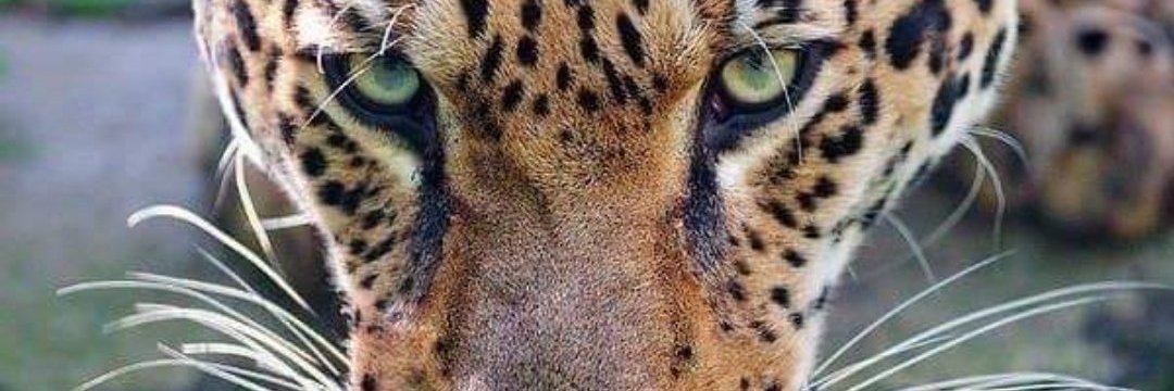 SimoneSAssis1's profile banner image