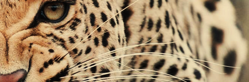 zissmoo's profile banner image
