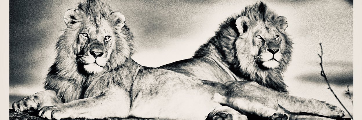 Alrabia1983's profile banner image