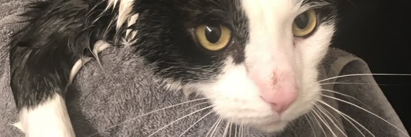 patwhealy Profile Banner