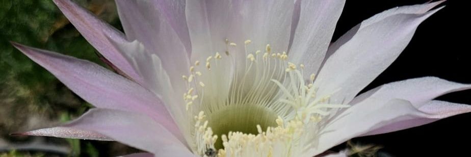 La jefa de la jefa banner