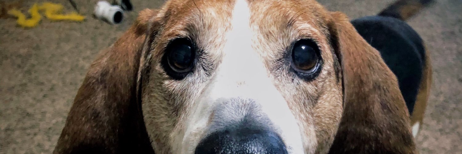 EmilyScroggie's profile banner image