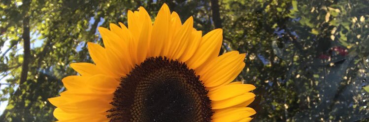 so_poke's profile banner image