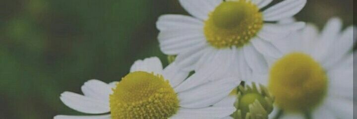 apompinada's profile banner image