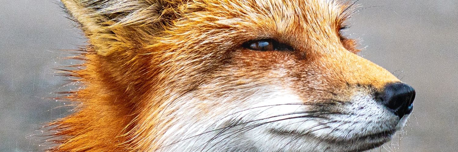 lucasfiger's profile banner image