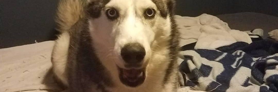 HuskyBro69's profile banner image