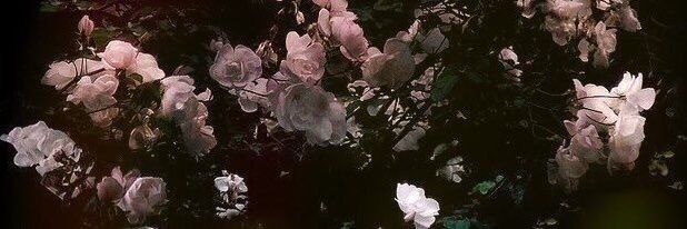 tami vai ver o xlov ⭑ banner