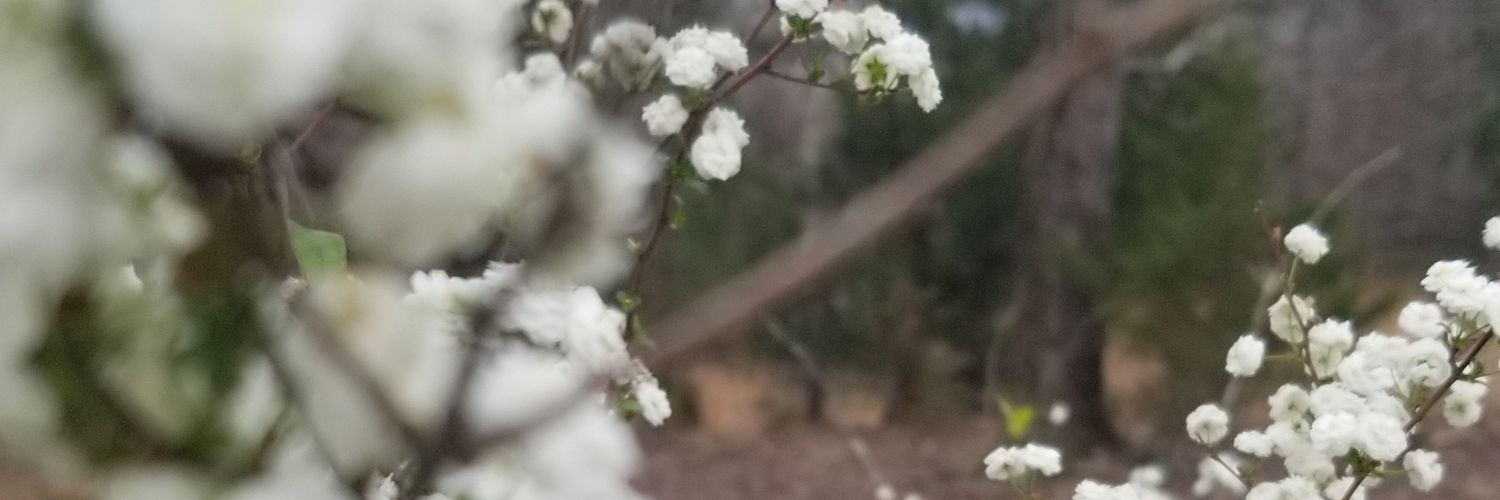 MyCatRomance's profile banner image